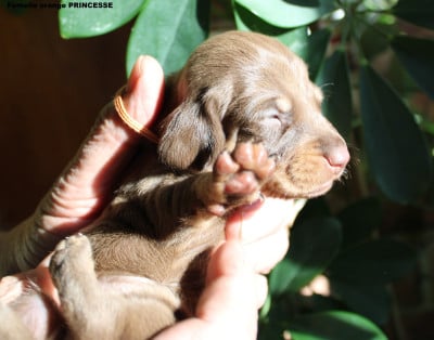 Les chiots de Teckel poil ras