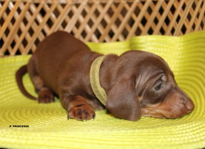 Les chiots de Teckel poil ras