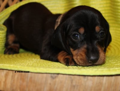 Les chiots de Teckel poil ras
