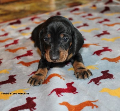 Les chiots de Teckel poil ras