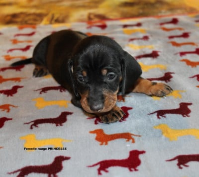 Les chiots de Teckel poil ras