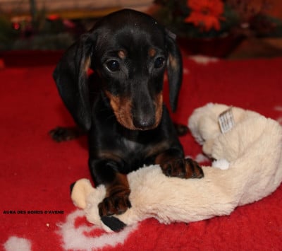 Les chiots de Teckel poil ras