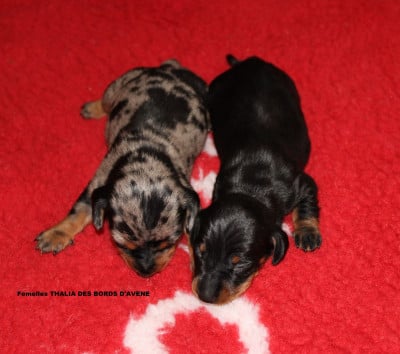 Les chiots de Teckel poil ras