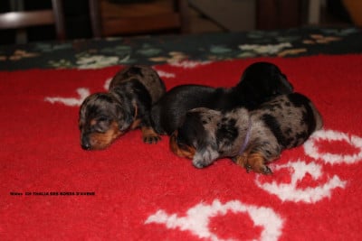 Les chiots de Teckel poil ras