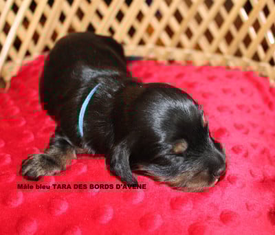 Les chiots de Teckel poil long