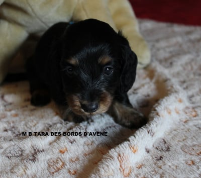 Les chiots de Teckel poil long