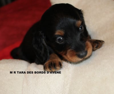 Les chiots de Teckel poil long