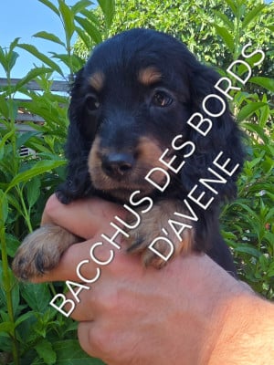 Les chiots de Teckel poil long