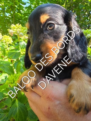 Les chiots de Teckel poil long