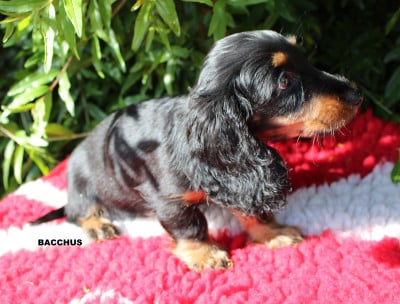 Les chiots de Teckel poil long