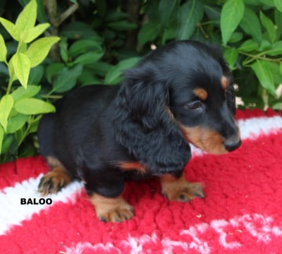 Les chiots de Teckel poil long