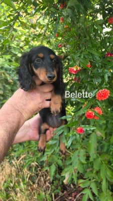 Les chiots de Teckel poil long