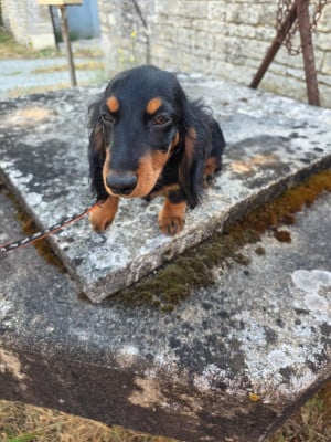 Les chiots de Teckel poil long