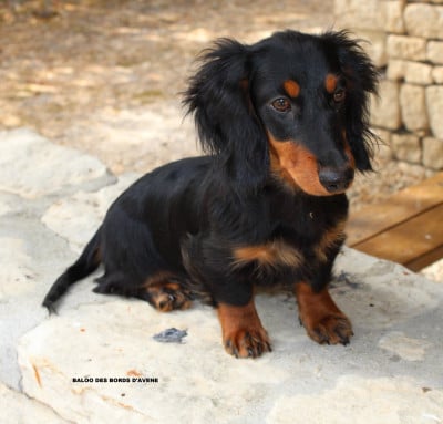 Les chiots de Teckel poil long