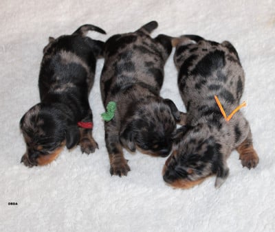 Chiot N°4 - Teckel poil ras