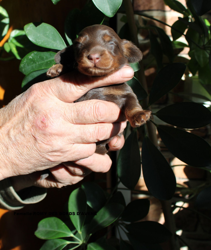 Teckel poil long - des bords d'avene