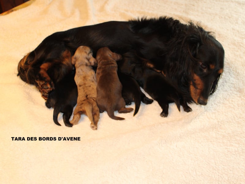 Teckel poil long - des bords d'avene