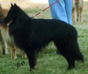 CH. Re milan de la closerie de yenda