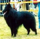 CH. Re milan de la closerie de yenda