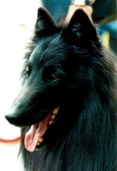 CH. Re milan de la closerie de yenda