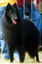 CH. Re milan de la closerie de yenda