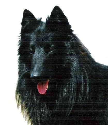 CH. Re milan de la closerie de yenda