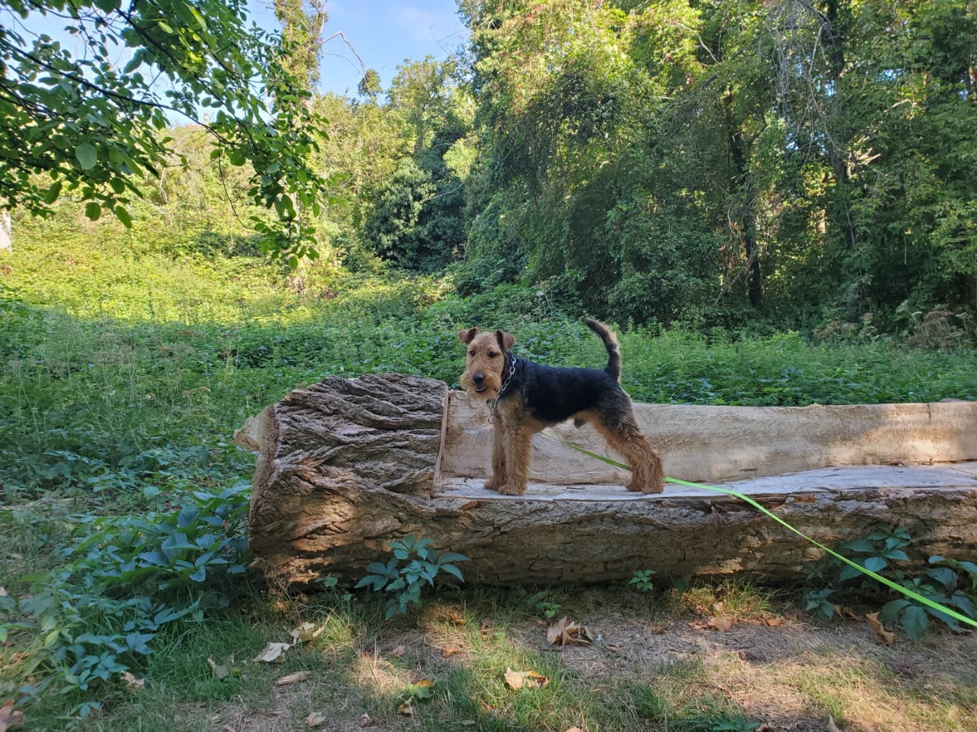 Vasco du clos du Semberg