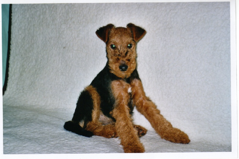 CH. Ukaï du clos du Semberg