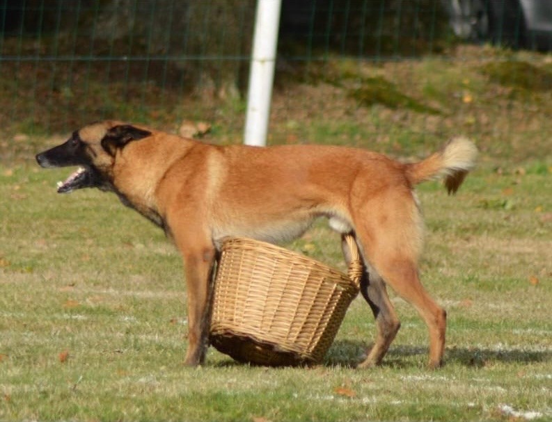 Nougaro dit niakoué du val du tonkin