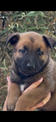 Les chiots de Berger Belge