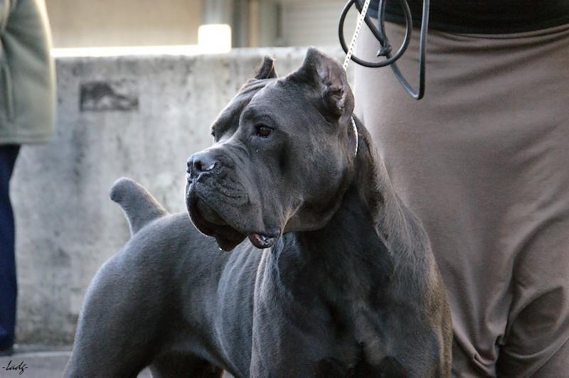 Publication : de Cuore Blue