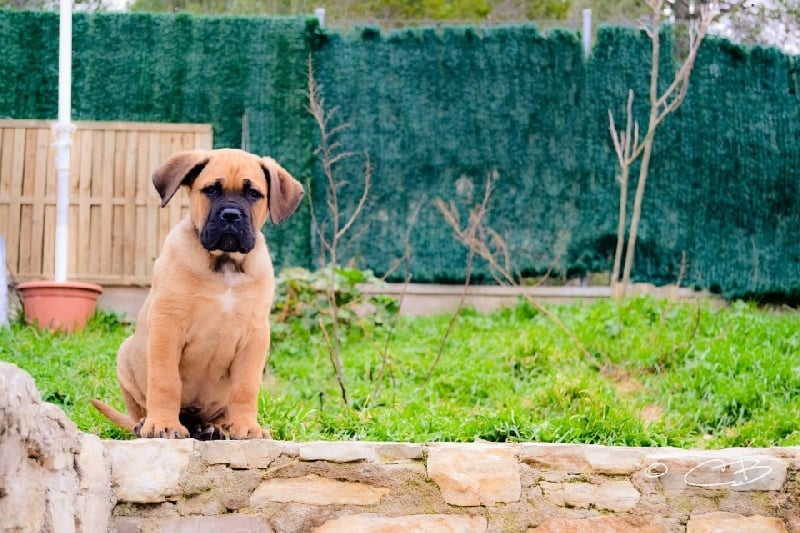 Publication : de Cuore Blue