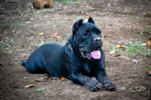 Publication : de Cuore Blue