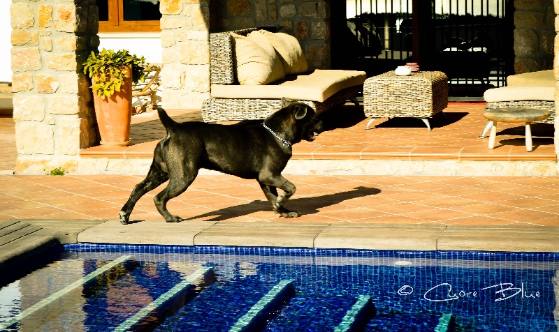 Publication : de Cuore Blue Auteur : nury pera joana vives