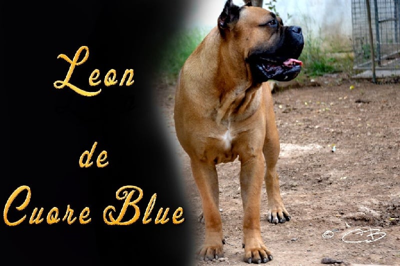 Publication : de Cuore Blue