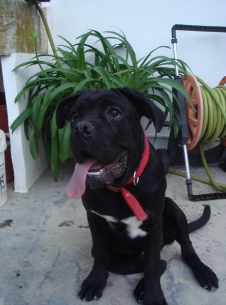 Publication : de Cuore Blue