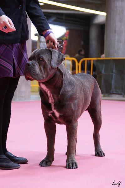 Publication : de Cuore Blue Auteur : nury pera joana vives