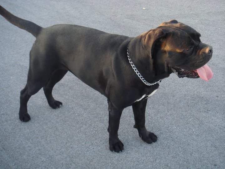 Publication : de Cuore Blue