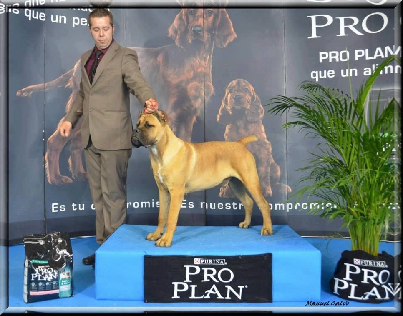 Publication : de Cuore Blue