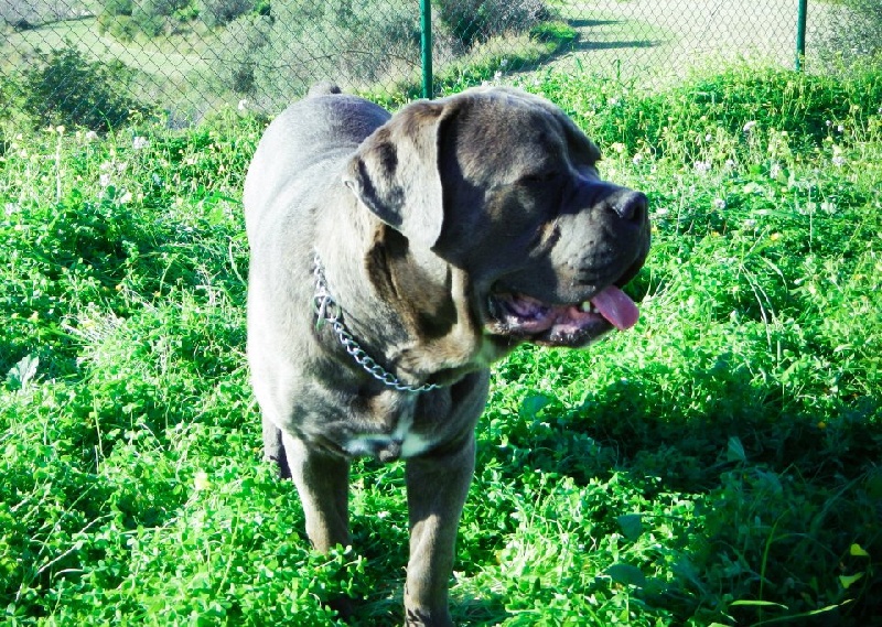 Publication : de Cuore Blue Auteur : nury pera joana vives