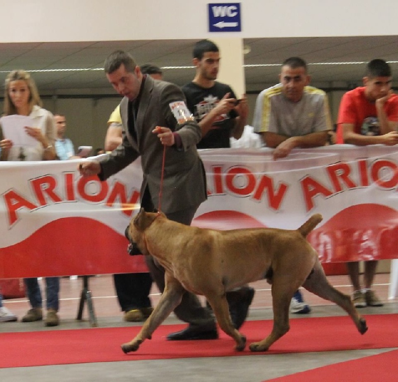 Publication : de Cuore Blue