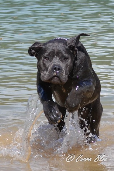 Publication : de Cuore Blue