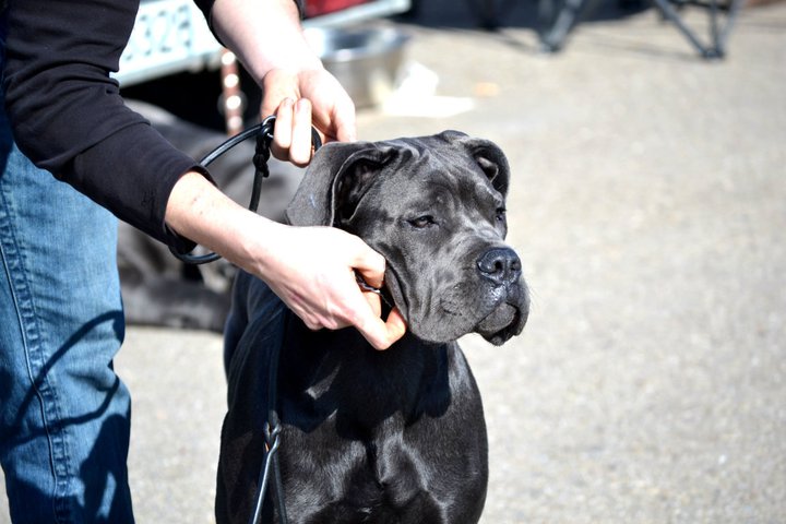 Publication : de Cuore Blue