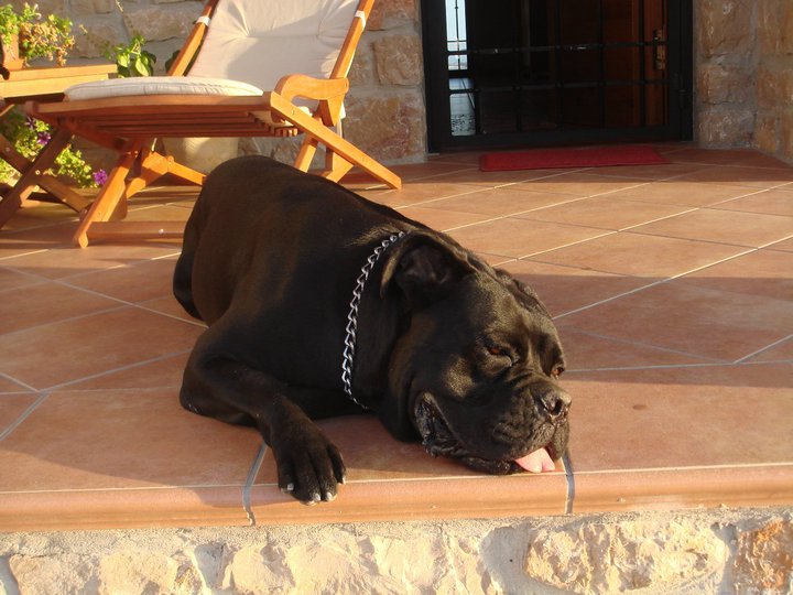 Publication : de Cuore Blue