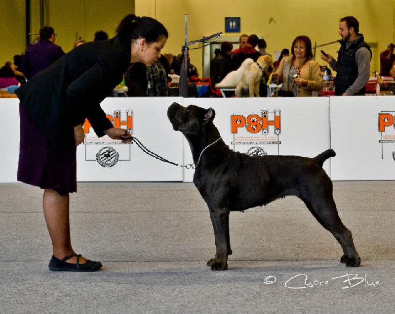 Publication : de Cuore Blue