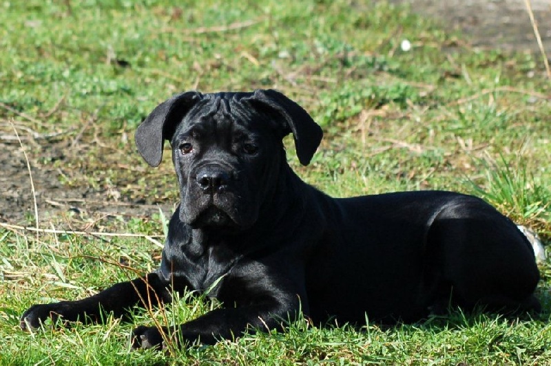 Publication : de Cuore Blue