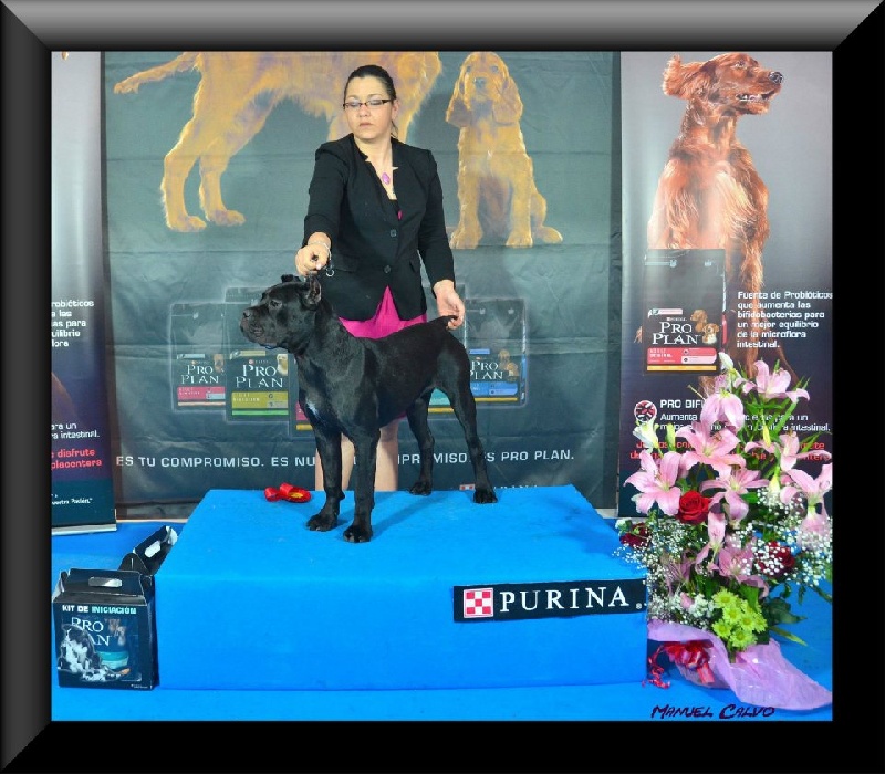 Publication : de Cuore Blue