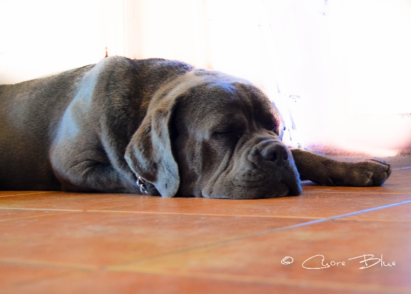 Publication : de Cuore Blue Auteur : nury pera joana vives