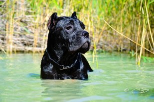 Publication : de Cuore Blue