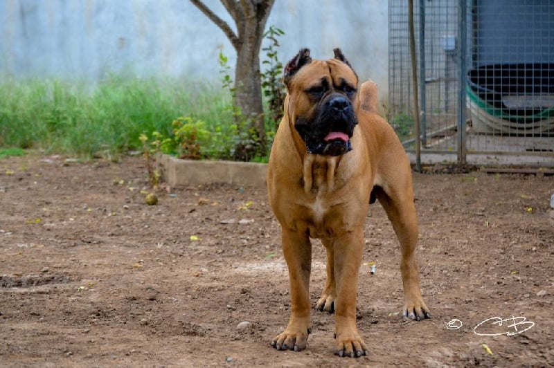 Publication : de Cuore Blue